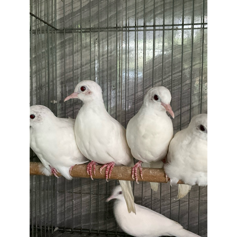 Perkutut putih kapas perkutut lokal warna gacor