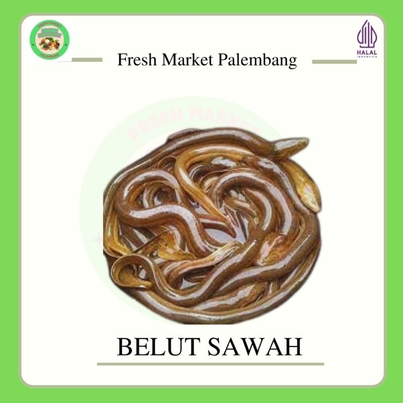 

Belut Sawah -Fresh Market Palembang-