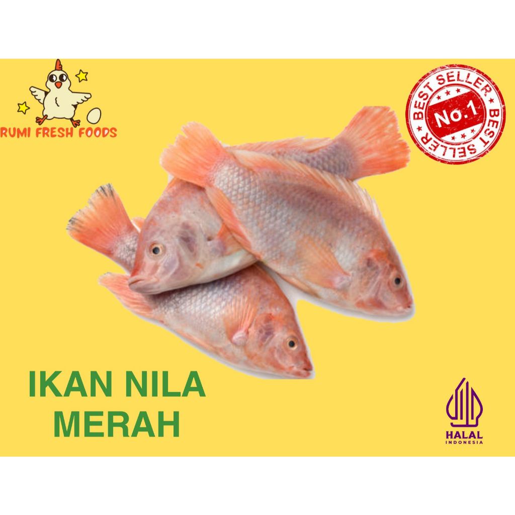 

Ikan Nila Merah Fresh (Sudah keadan bersih) berat ikan ditimbang hidup 950gr - 1kg