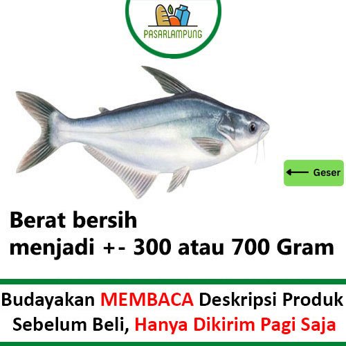 

Ikan Patin Segar Pasar Lampung