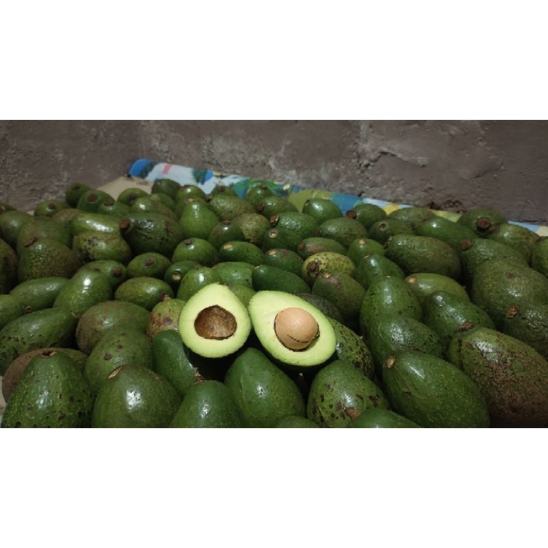 

Alpukat Mentega 1kg (isi 3-4) Fresh