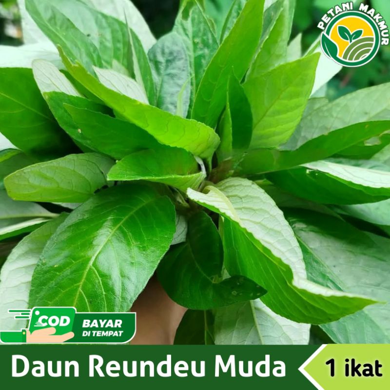 

Daun Reundeu Muda Segar 1 ikat / Lalapan Herbal Daun Reundeu Muda Fresh