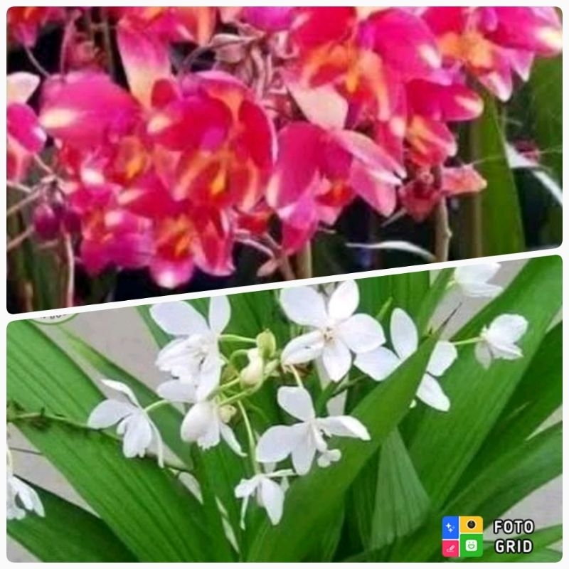 Anggrek Tanah Spathoglottis merah motif dan putih