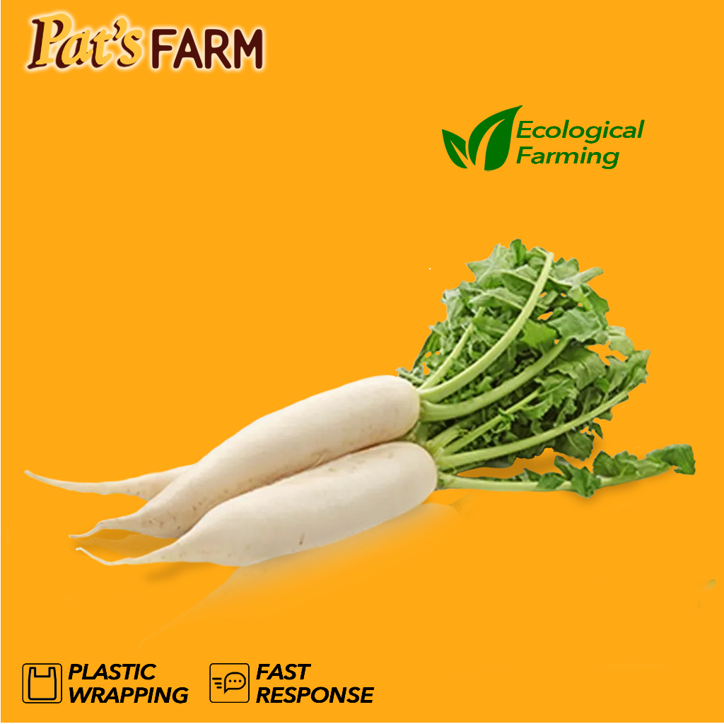 

White Radish / Lobak Putih