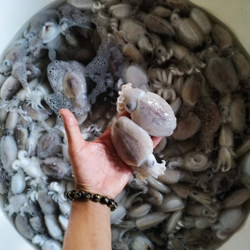 

Cumi Sotong segar 1 kg fresh