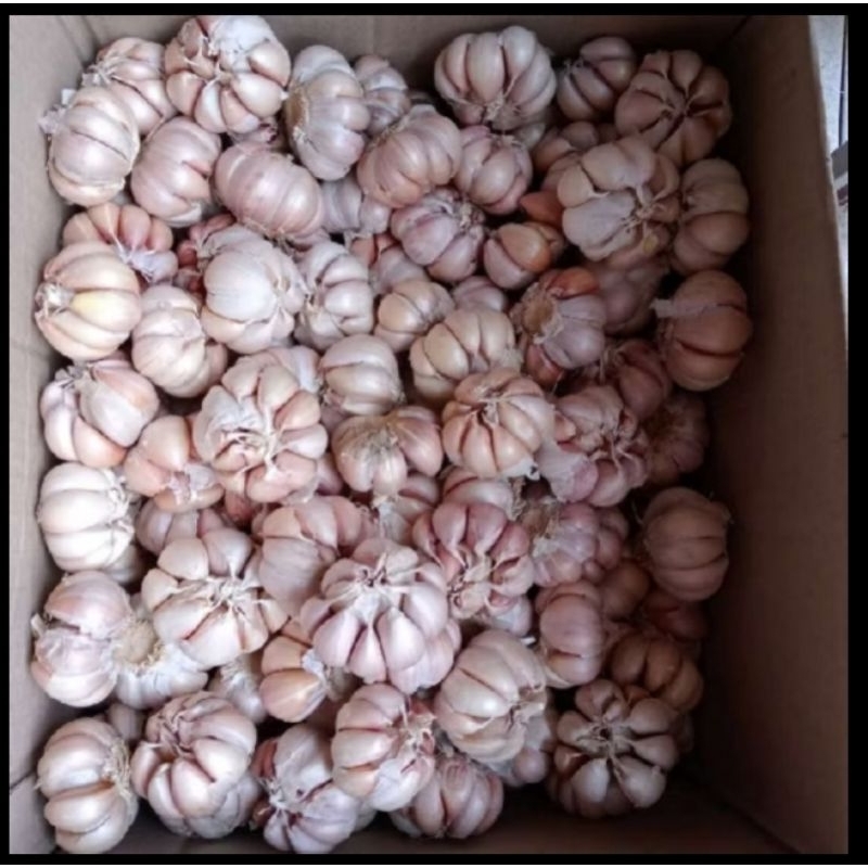 

MURAH Bawang Putih Kating 250gr, 500gr, 1000gr, ready siap kirim