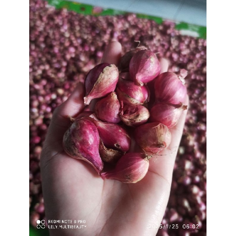 

BRAMBANG BAWANG MERAH KEDIRI