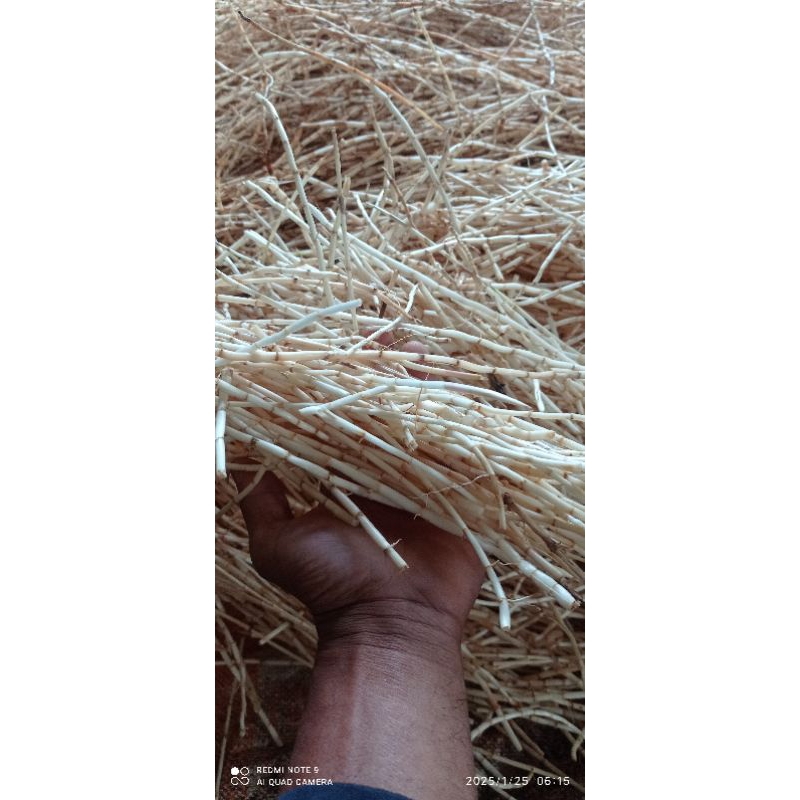 

Ilalang | Alang Alang organik fresh / 1kg