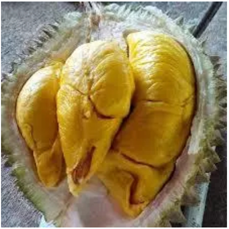 PAKET 2 Bibit Tanaman Durian Musangking Okulasi Bibit Durian Musangking Kaki 3 Bibit Duren 50cm-60cm