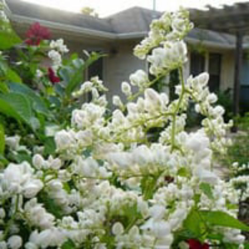 isi-+125 biji bunga amp biji airmata pengantin putih