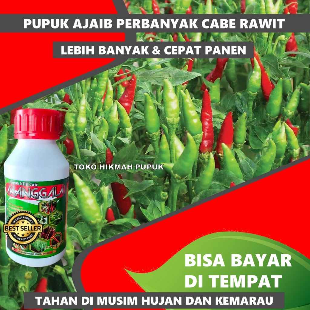 (UNTUNG BESAR) MANGGALA Pupuk Memperbanyak Cabe Rawit, Cabe Rawit Domba, Cabe Hijau Kemasan 500 ML P