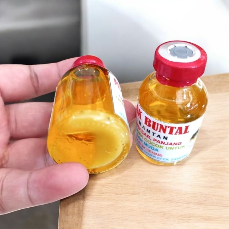 minyak buntal minyak  ikan buntal  asli kalimantan