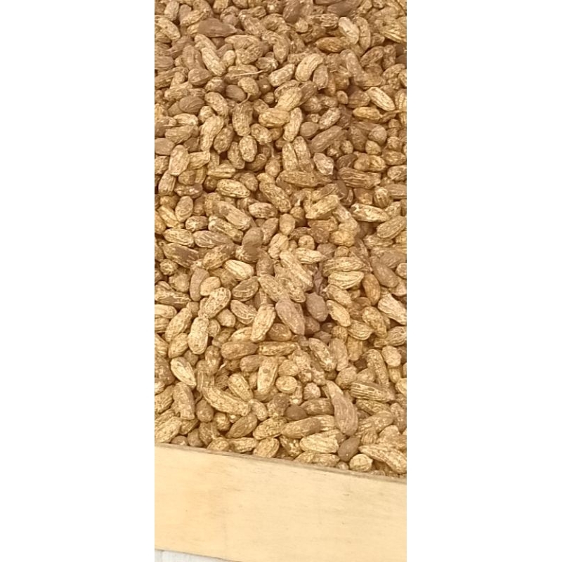 

kacang kulit mentah