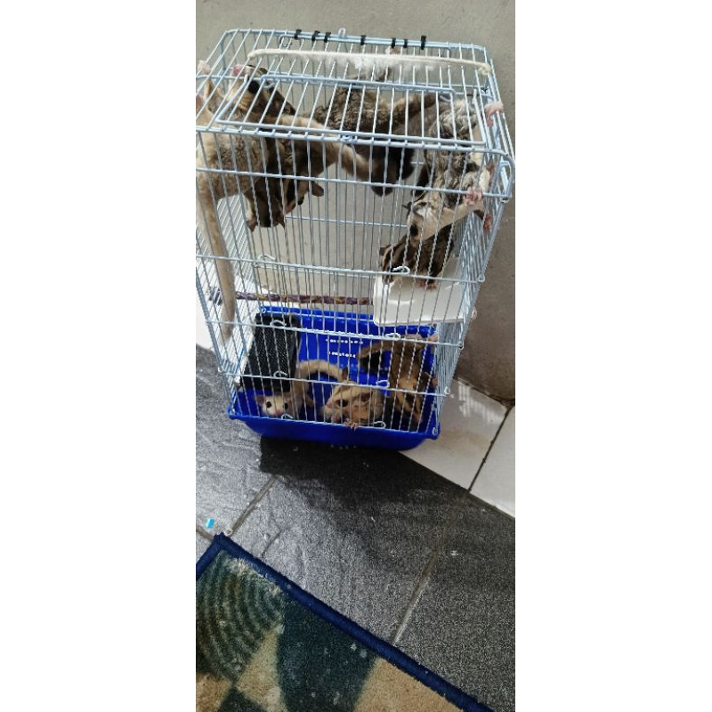 SG Murmer (SugarGlider) Grey