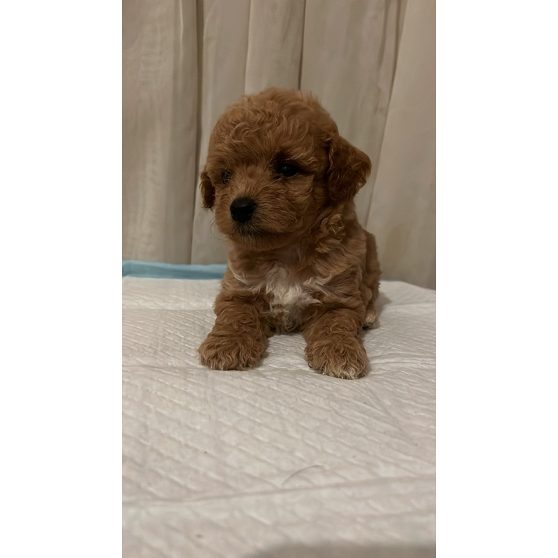 Poodle / Red Toy Poodle / Mainan Poodle / Puppy Poodle / Toy Poodle Mainan