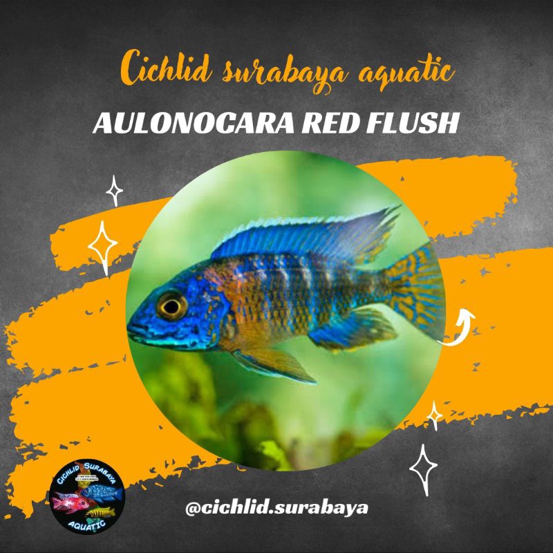 Aulonocara red flush cichlid