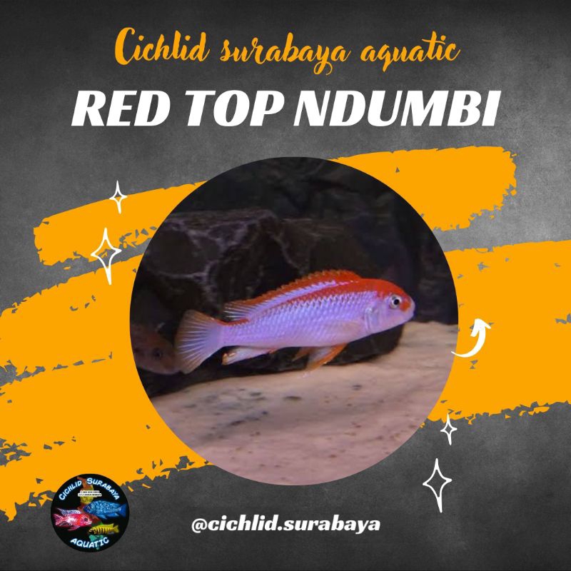 Red top ndumbi cichlid