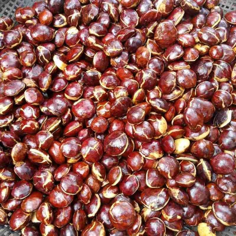 

Jengkol Tua/ Sepi Tua 250 Gram 500 Gram 1Kg