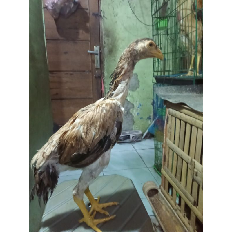 ayam shamo jepang x eropa anakan umur 4 bulan betina real pick