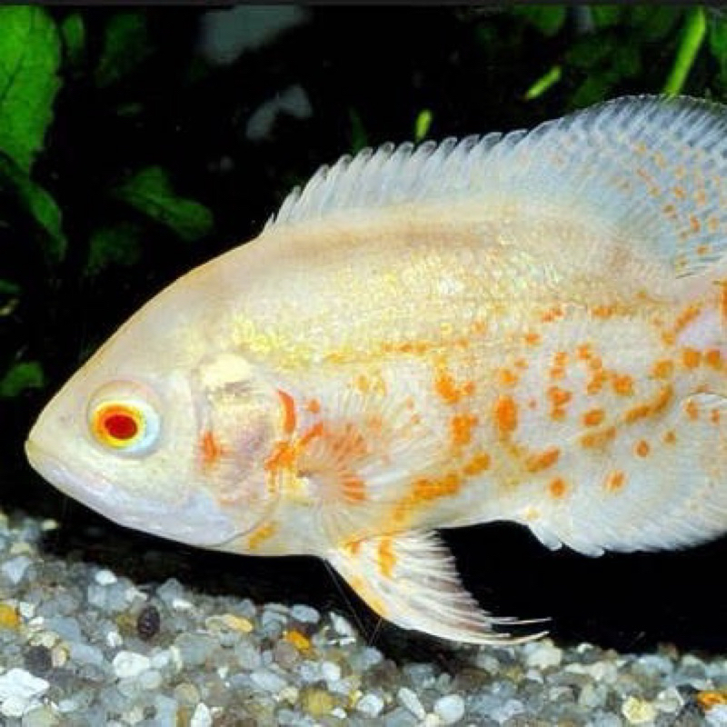 aksesoris aquarium oscar tiger albino 8cm