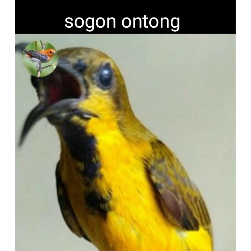 Sogon Ontong Bird