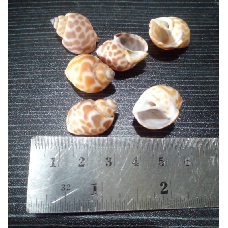cangkang keong macan mini 10 pcs