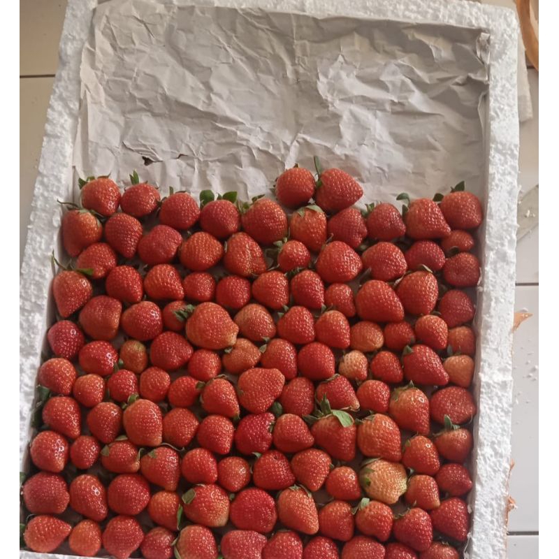 

Paket Grosir Strawberry Organik Fresh - 5kg