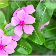 

DAUN BUNA TAPAK DARA ORGANIK UNTUK HERBAl 250 GRMra