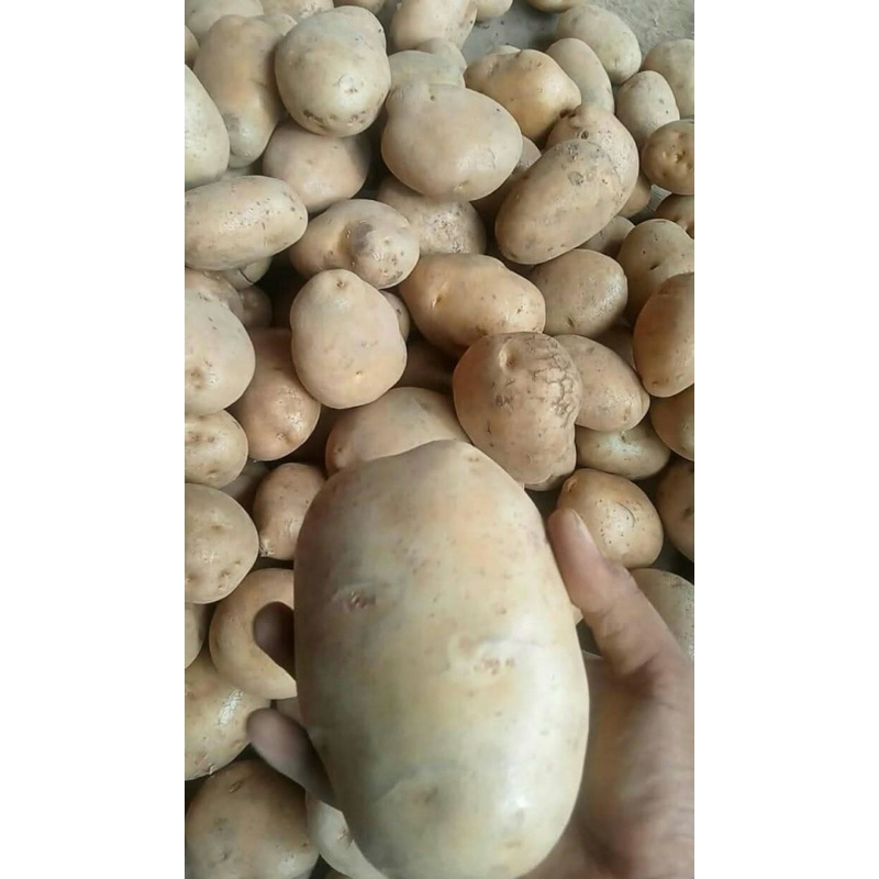 

Kentang Besar 500 Gr