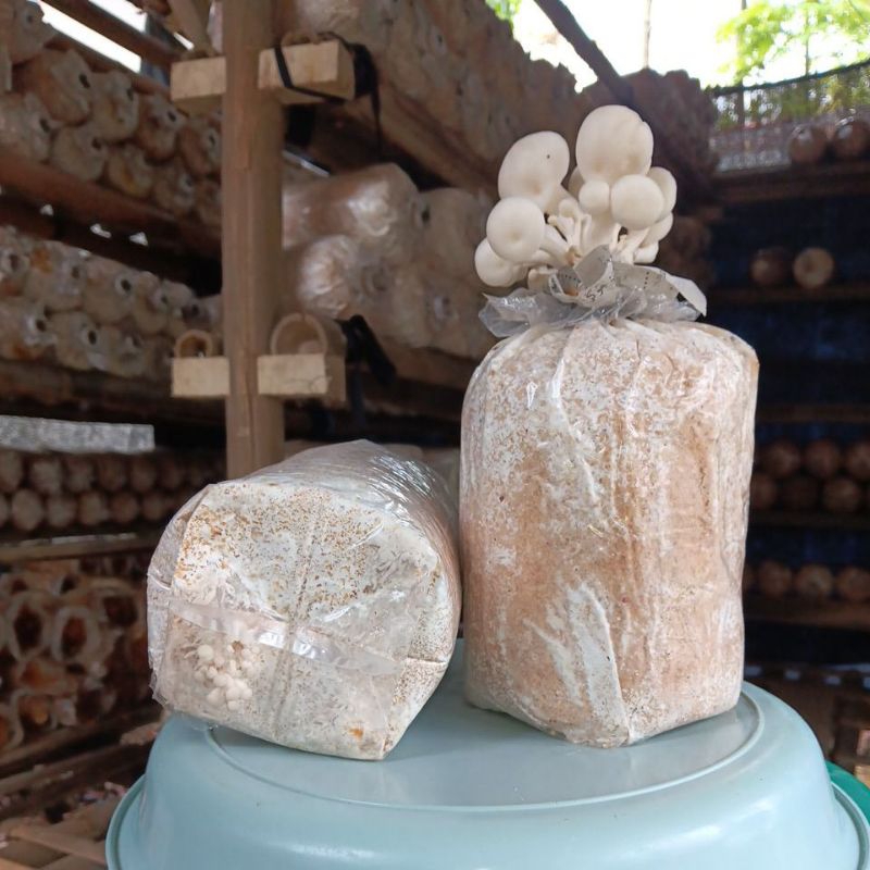 

Baglog Jamur Tiram Putih Siap Panen