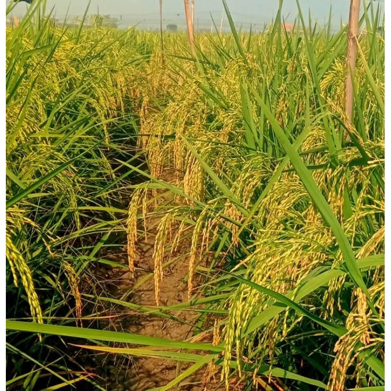 BENIH PADI CIHERANG JUMBO BIMA SEKTI 1kg