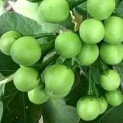 

COKAK/POKAK PETIK PAS ADA ORDER250 GRM UNTUK MASAK/CAMPURAN SAMBAL