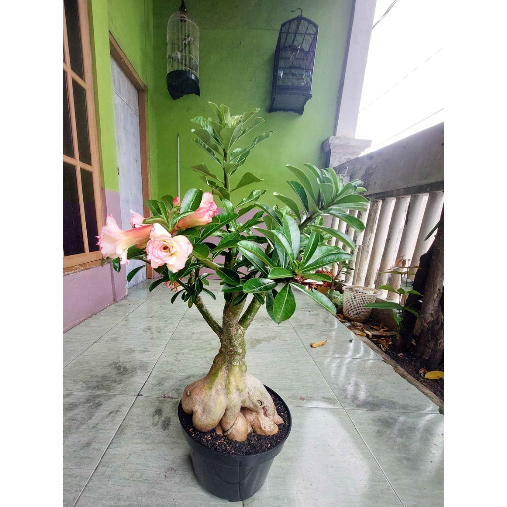 Bungan tanaman grafting adenium
