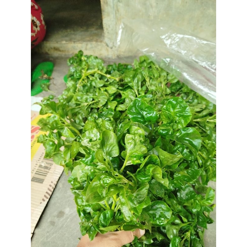 

Daun bayam brazil bayam keriting segar 500gram