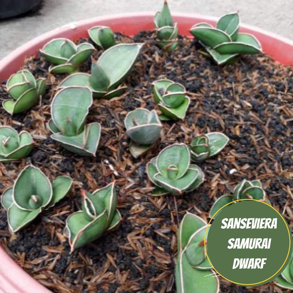Sansievera samurai dwarf sansievera mini