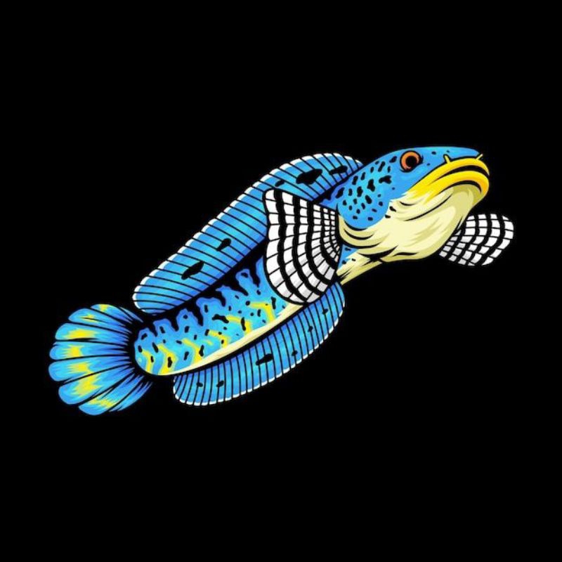 Channa blue pulchra size 9-11cm