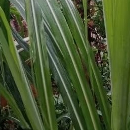 

DAUN TEBUSEGAR 300 GRM