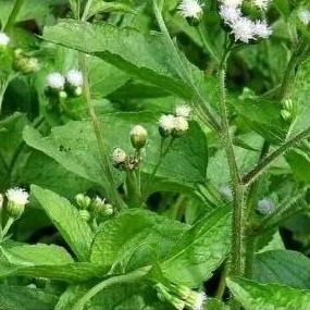 

DAUN BANDOTAN WEDUSAN HERBAL RUMPUT BALAM SIANGIT(AGERATUM CONYCIODIS)200GRM