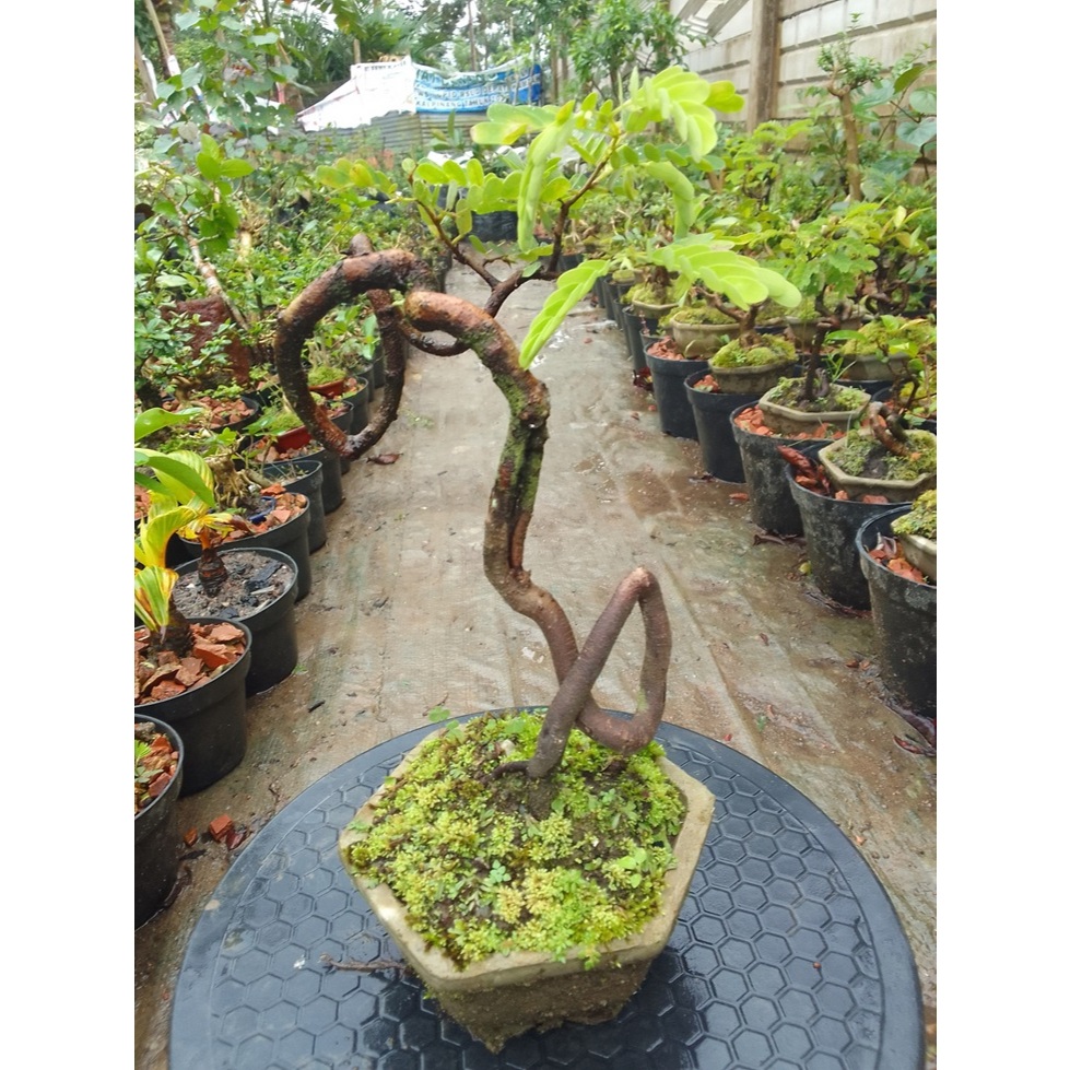 Bonsai Asem Liuk siap pajang