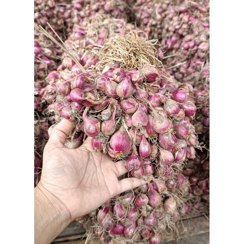 

bawang merah (glayungan/kotornya)