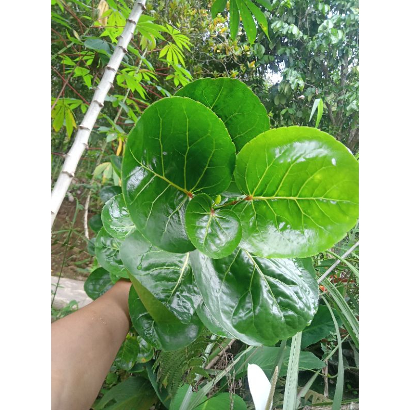 

Daun mamangkokan segar fresh 250 gram