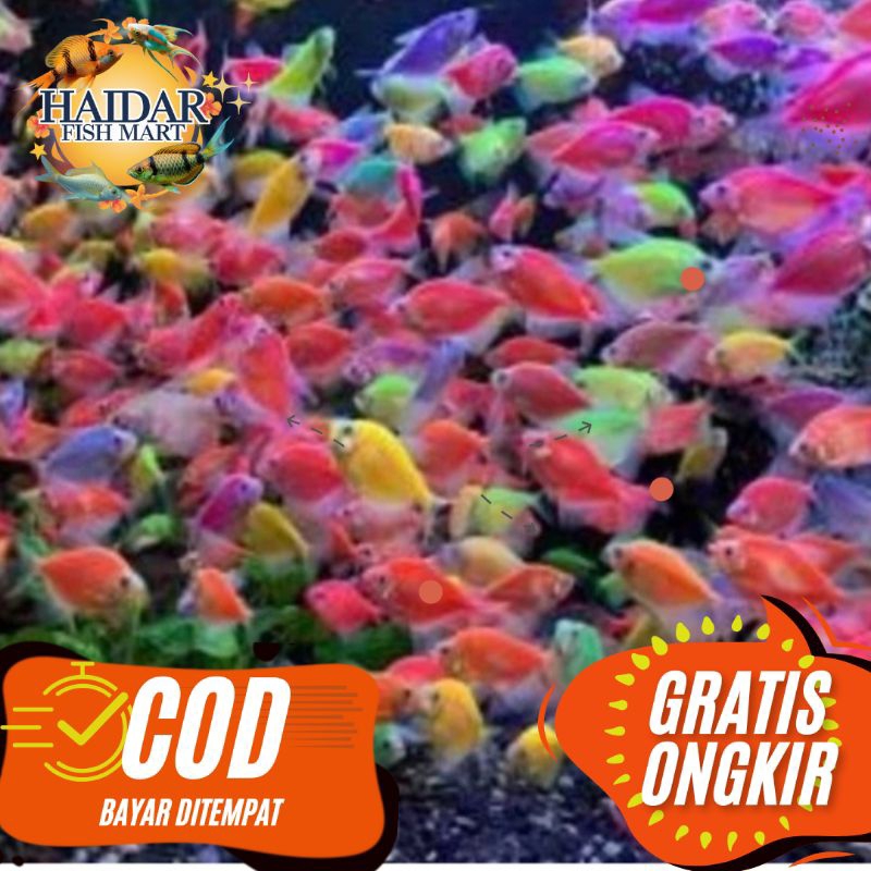 ikan  warna-warni ukuran kecil isi 20 warna mix unggul berkualitas | Hiasan akuarium | ikan pelangi 