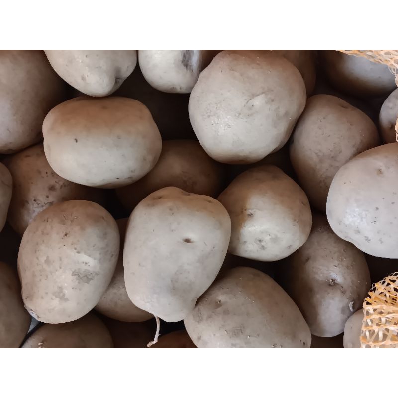 

ELSHOP Kentang Dieng Fresh Murah 1 Kg (Kualitas Baik)