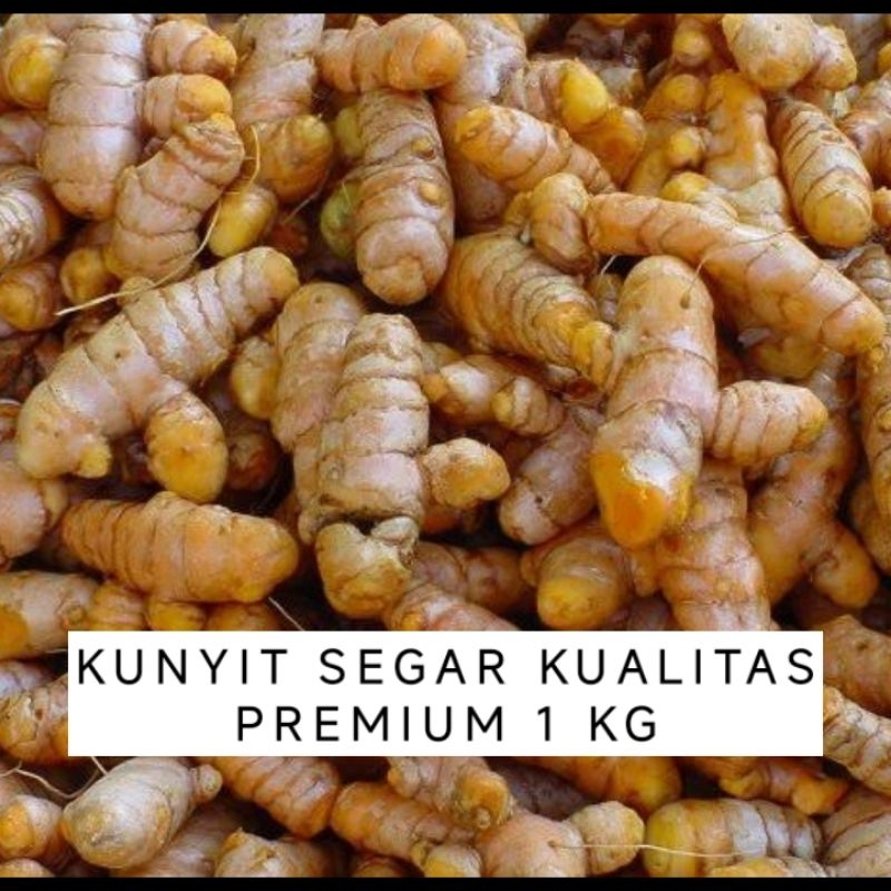 

GROSIR KUNYIT SEGAR 1 KG HARGA GROSIR