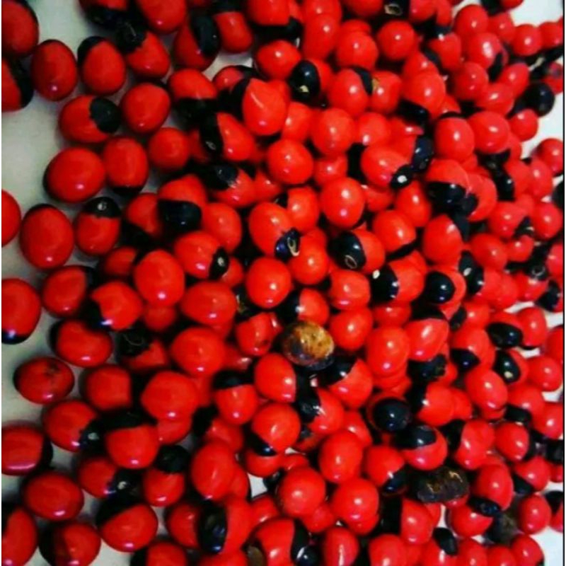 Biji saga 50 biji saga merah bintik hitam