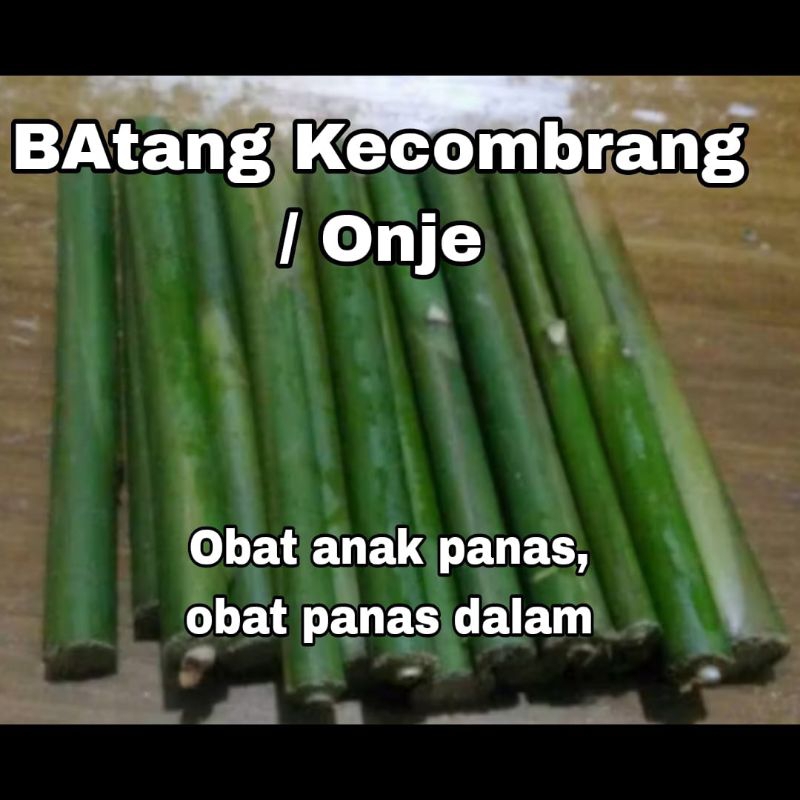 

1 Batang Kecombrang / Onje Obat Anak Panas dan Dalam