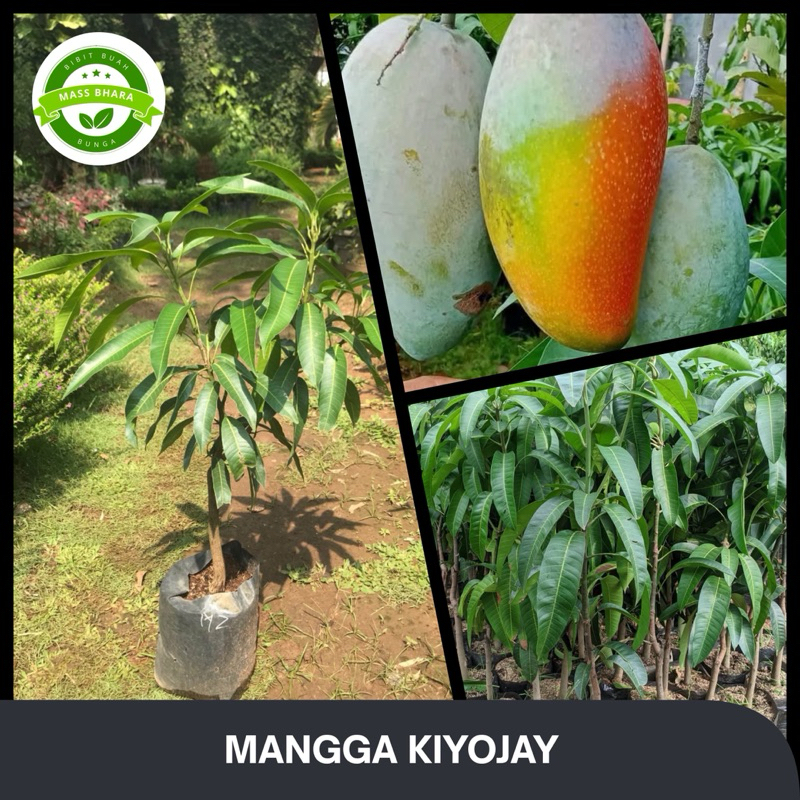 BIBIT MANGGA KIYOJAY