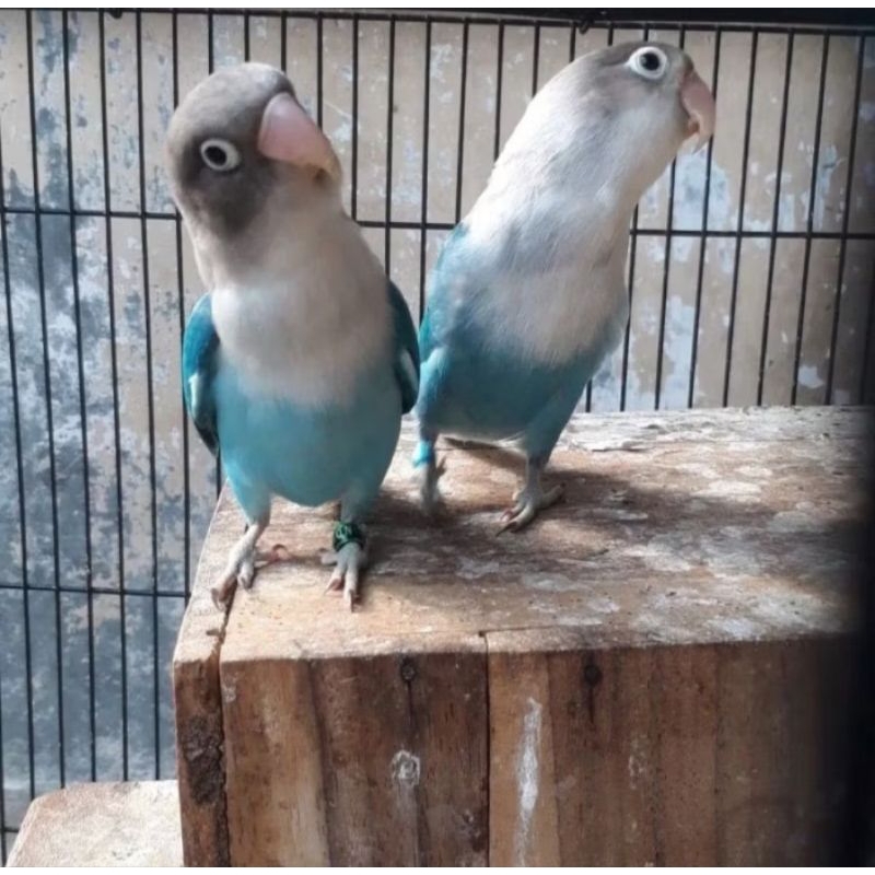 Lovebird cobalt Sepasang istimewa