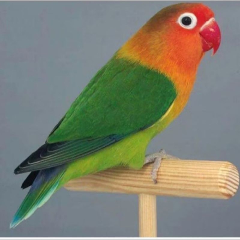 Lovebird josan  paruh merah
