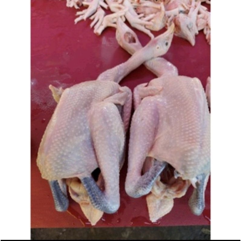 

AYAM KAMPUNG fresh ukuran 700 sd 1500 gram